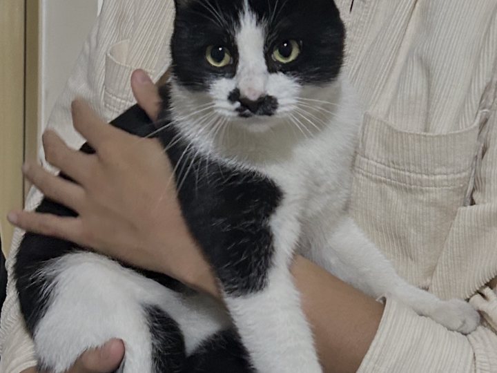 CowCat, the pet member of Chip Pursuit Lab